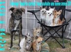 élevage canin