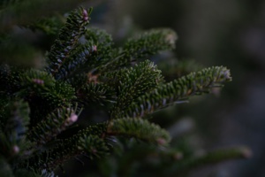 Collecte de sapins