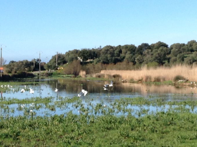 INFORMATION : chasse au gibier sur l'étang de Tanchiccia INFORMATION : chasse au gibier sur l'étang de Tanchiccia