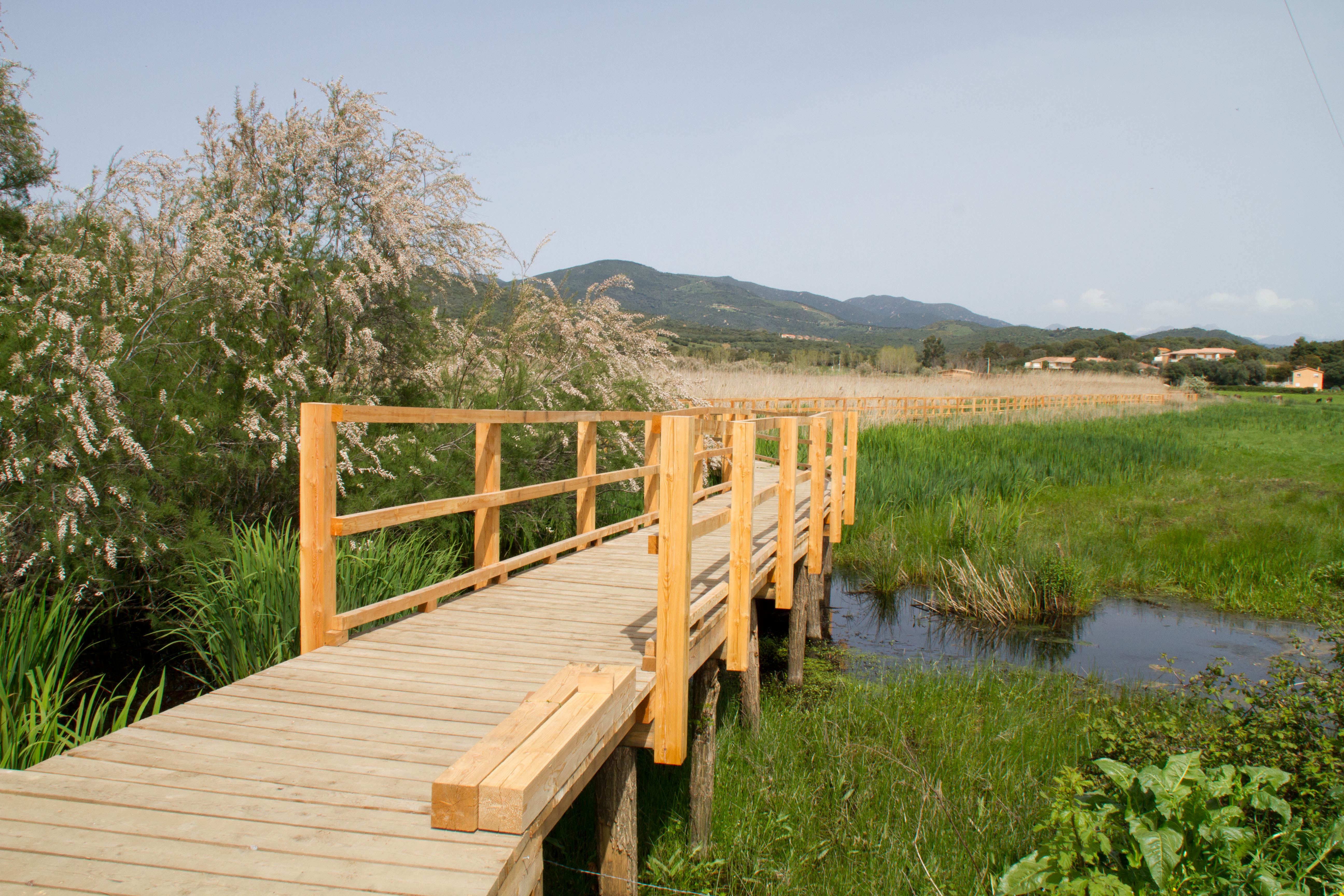 Etang de Tanchiccia