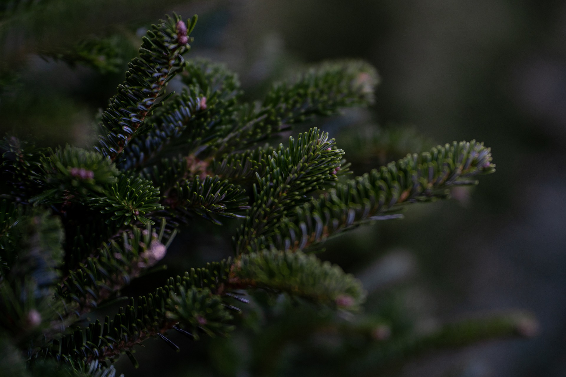 Collecte de sapins