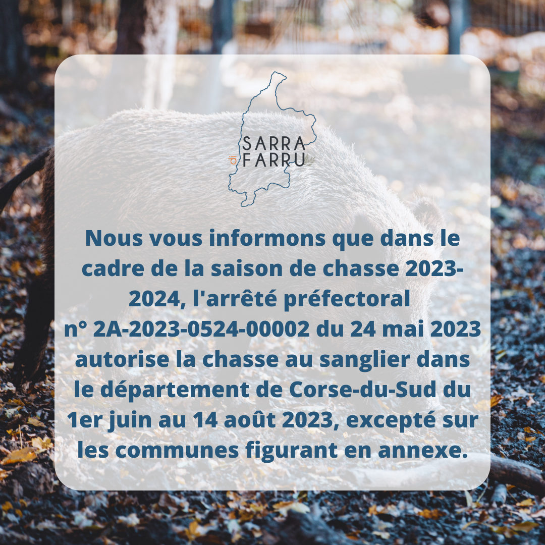 Ouverture anticipée de la chasse au sanglier en Corse-du-Sud
