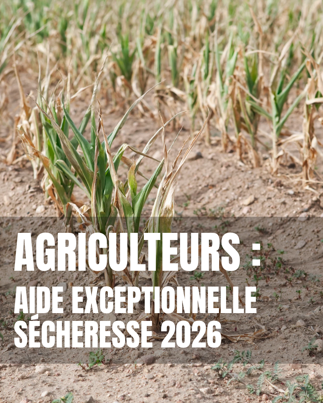 AGRICULTEURS : AIDE EXCEPTIONNELLE SÉCHERESSE 2026