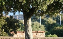 Tassinca, un village éclaté Tassinca, un village éclaté