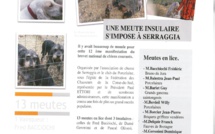 UNE MEUTE INSULAIRE A SERRAGGIA  UNE MEUTE INSULAIRE A SERRAGGIA