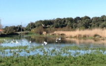 INFORMATION : chasse au gibier sur l'étang de Tanchiccia
